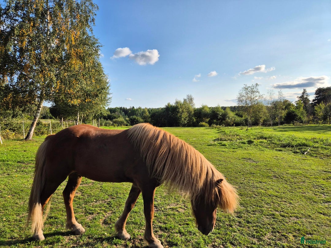  medryttarhäst finnes: Medryttare islandshäst valack i Åkersberga - Annons 1