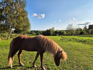 medryttarhäst finnes: Medryttare islandshäst valack i Åkersberga - Annons 16