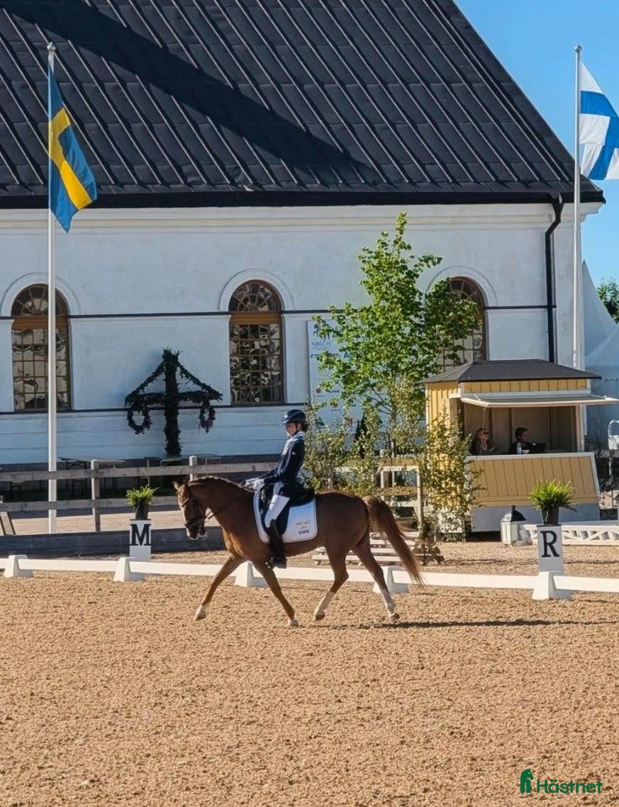  hästar Fantastisk FEI-läromästare - Annons 2