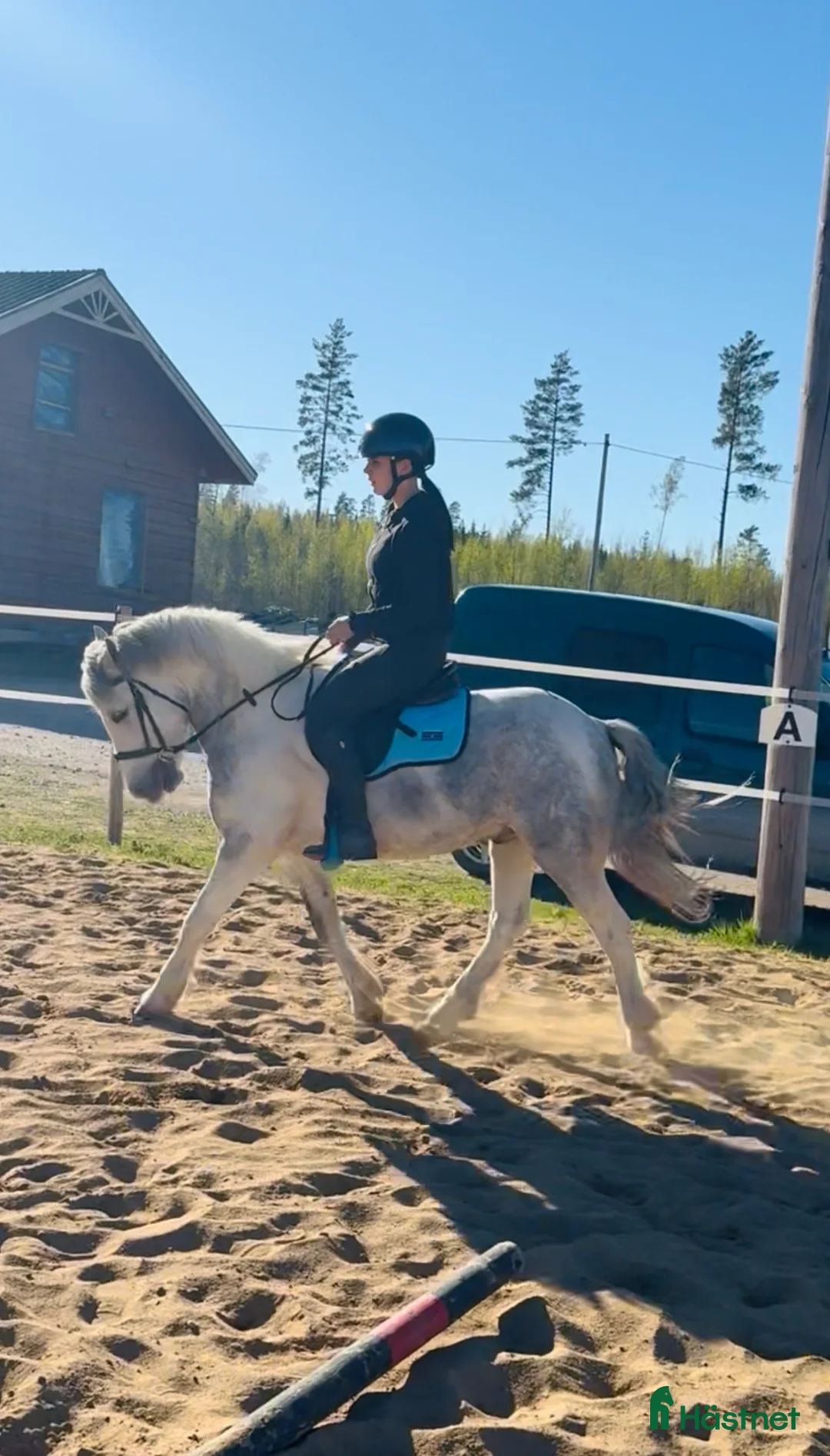 Hoppning hästar till salu: Cool ponny med potential till rätt ryttare  - Annons 2