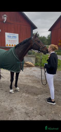 Galleribild {{count}}