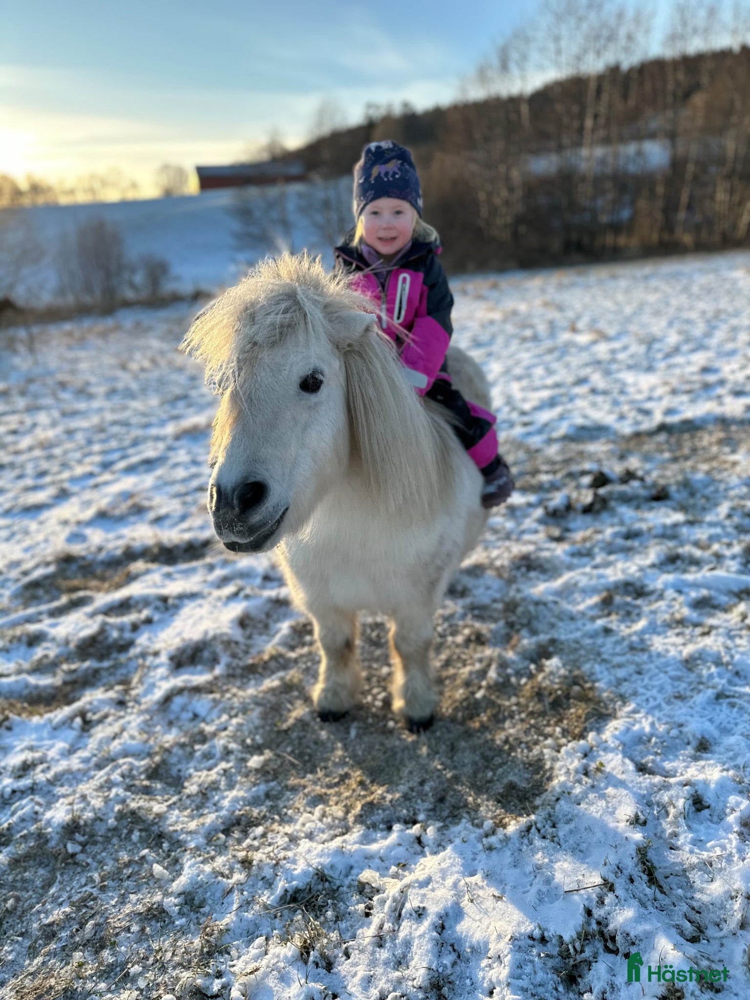  hästar Världens bästa ponny söker ny bästa kompis - Annons 2