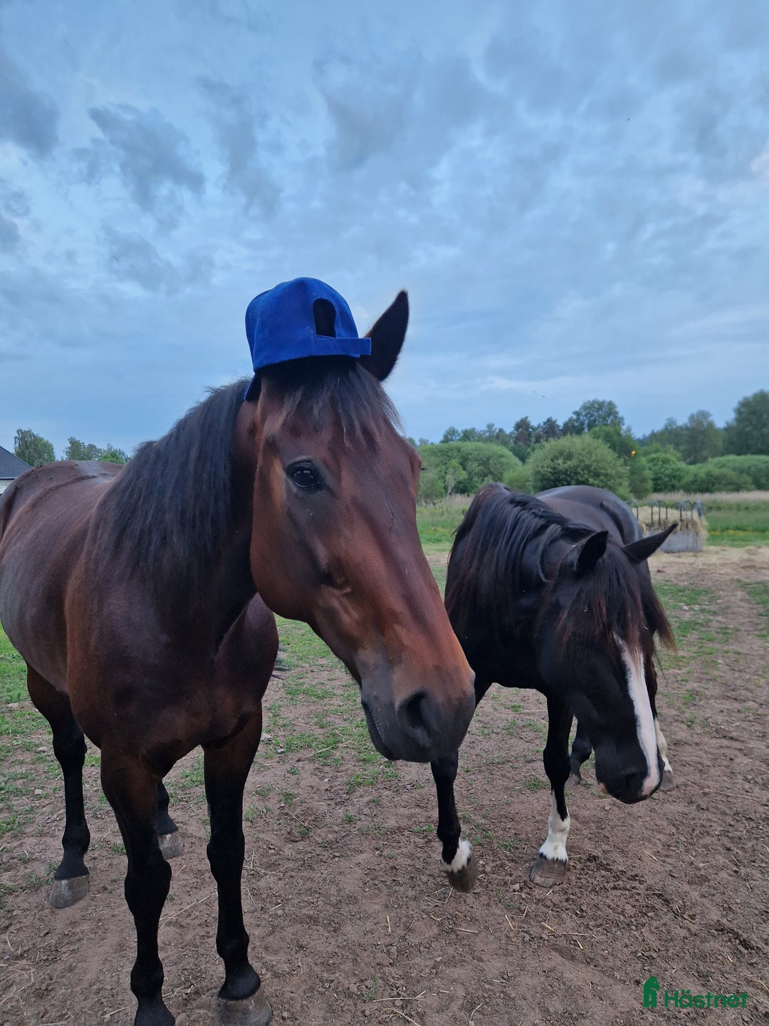 Allround hästar till salu: Världens snällaste kille  i Gränna - Annons 7