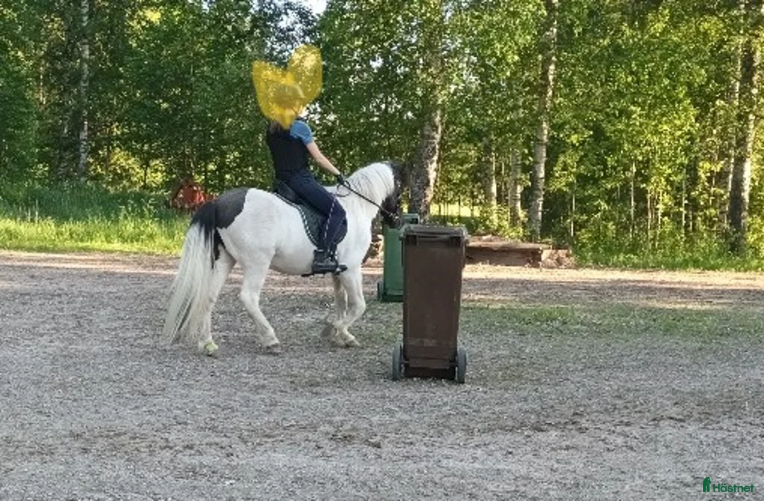 Allround hästar till salu: Söt liten typ söker roligare hem! i Lysvik - Annons 2