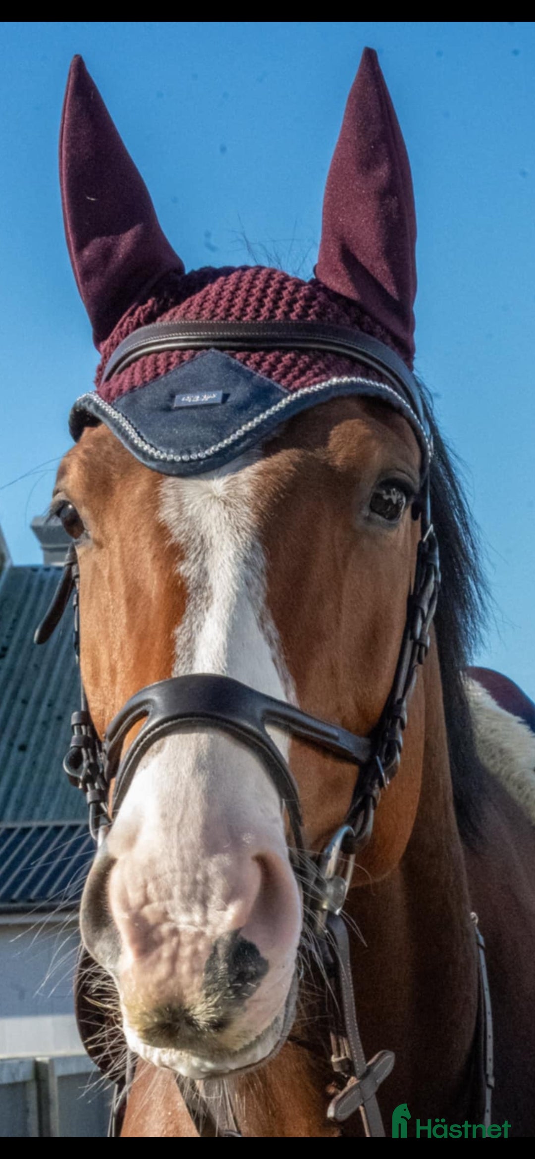  hästar Fin hopphäst i Höllviken - Annons 11