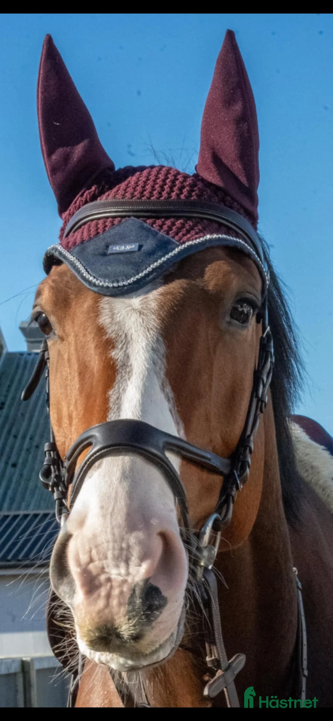 Hoppning hästar till salu: Fin hopphäst i Höllviken - Annons 1