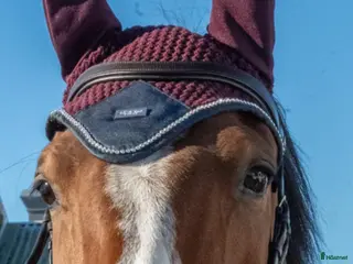 hästar Fin hopphäst i Höllviken - Annons 7