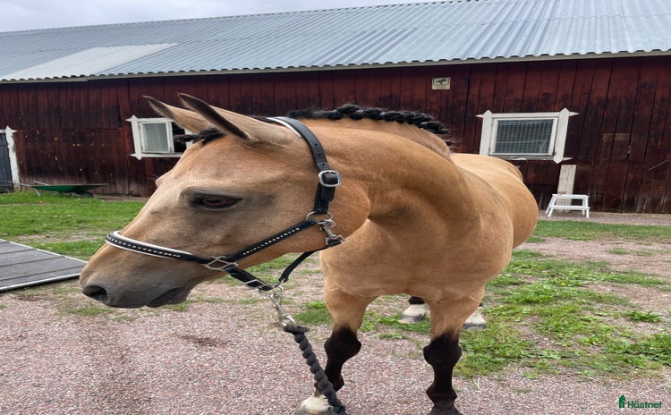  hästar i Folkärna - Annons 5