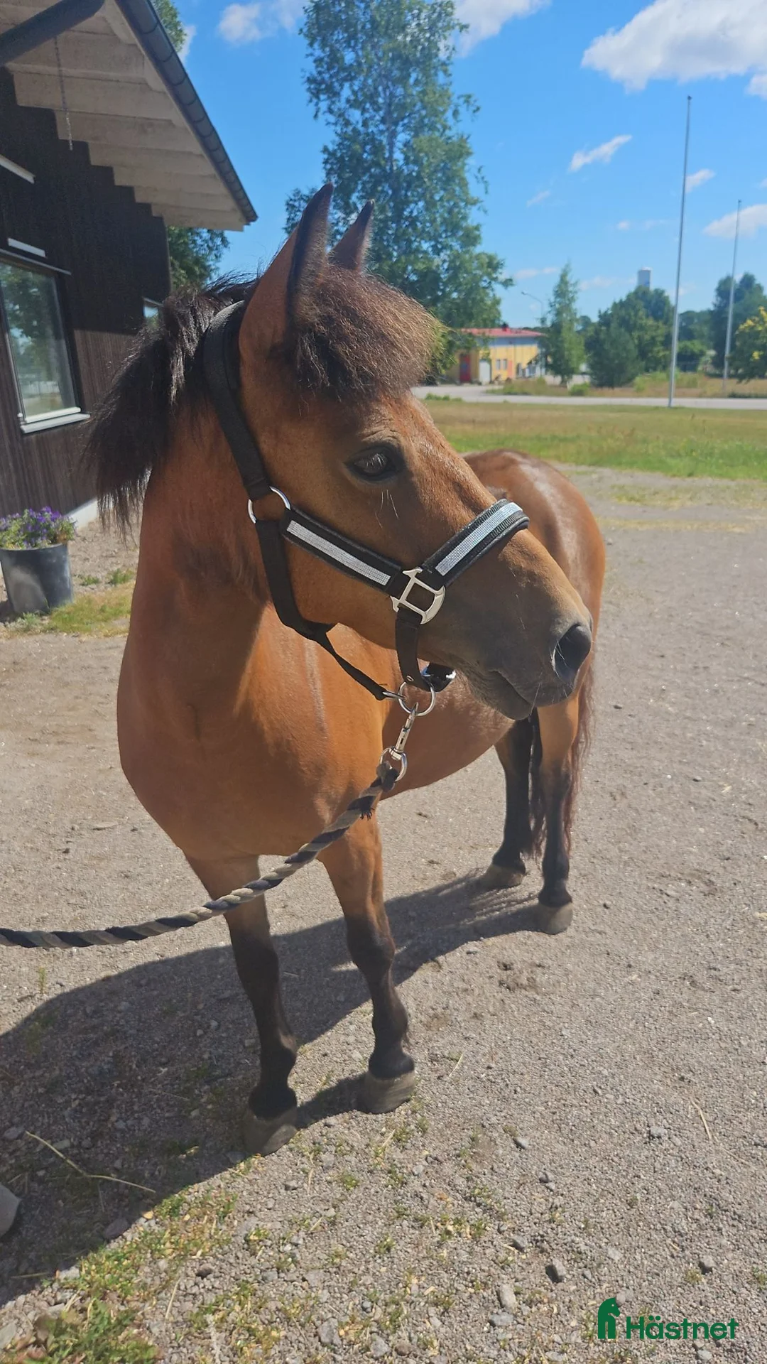 Allround hästar till salu: Underbar familje b-ponny! - Annons 2