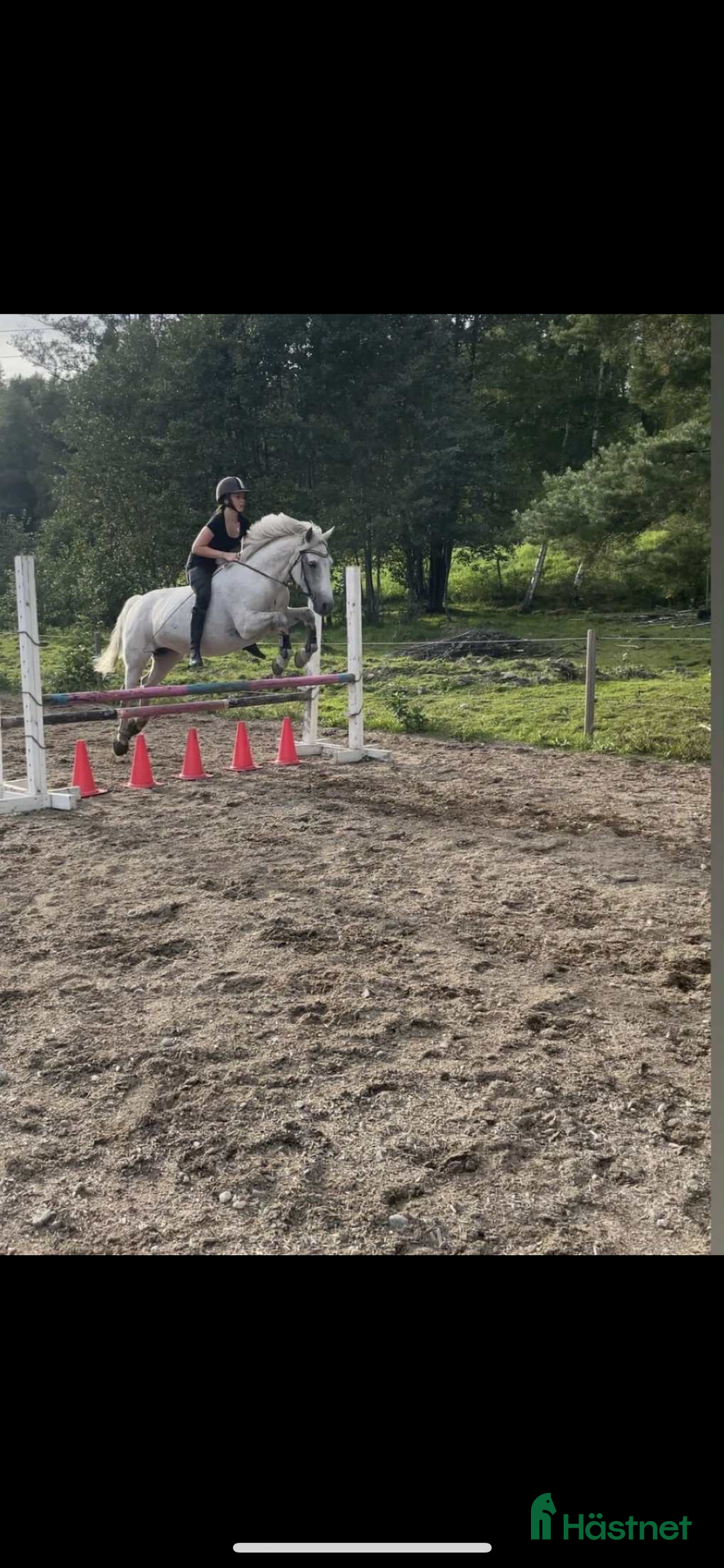 Allround hästar till salu: Allround Connemara ponny i Järna - Annons 8