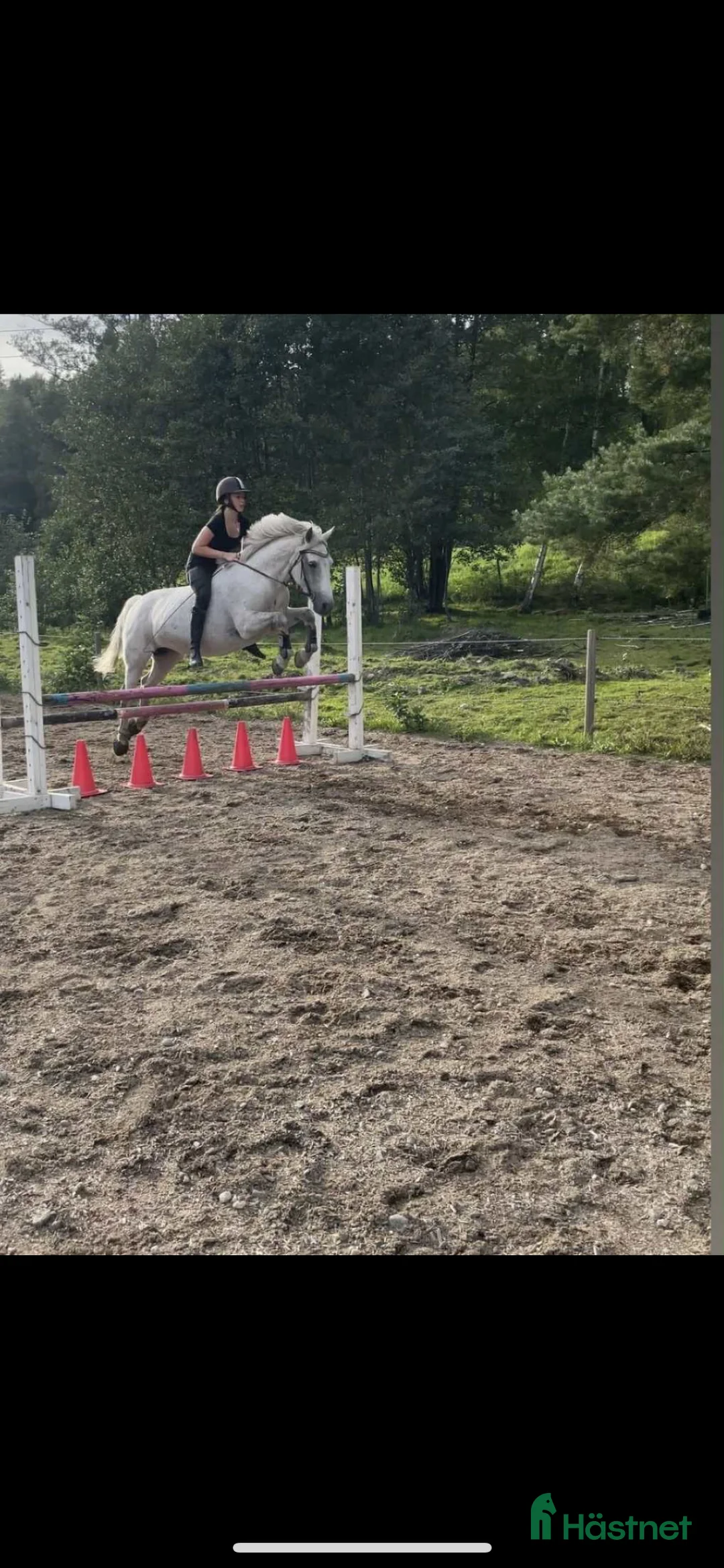 Allround hästar till salu: Allround Connemara ponny i Järna - Annons 8