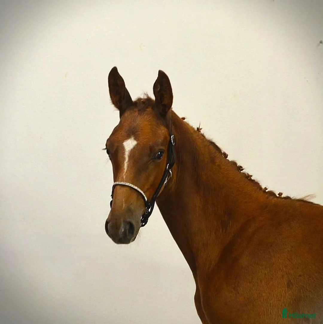 Hoppning hästar till salu: Hingstföl E Kathmandu ES Z i Sorunda - Annons 5