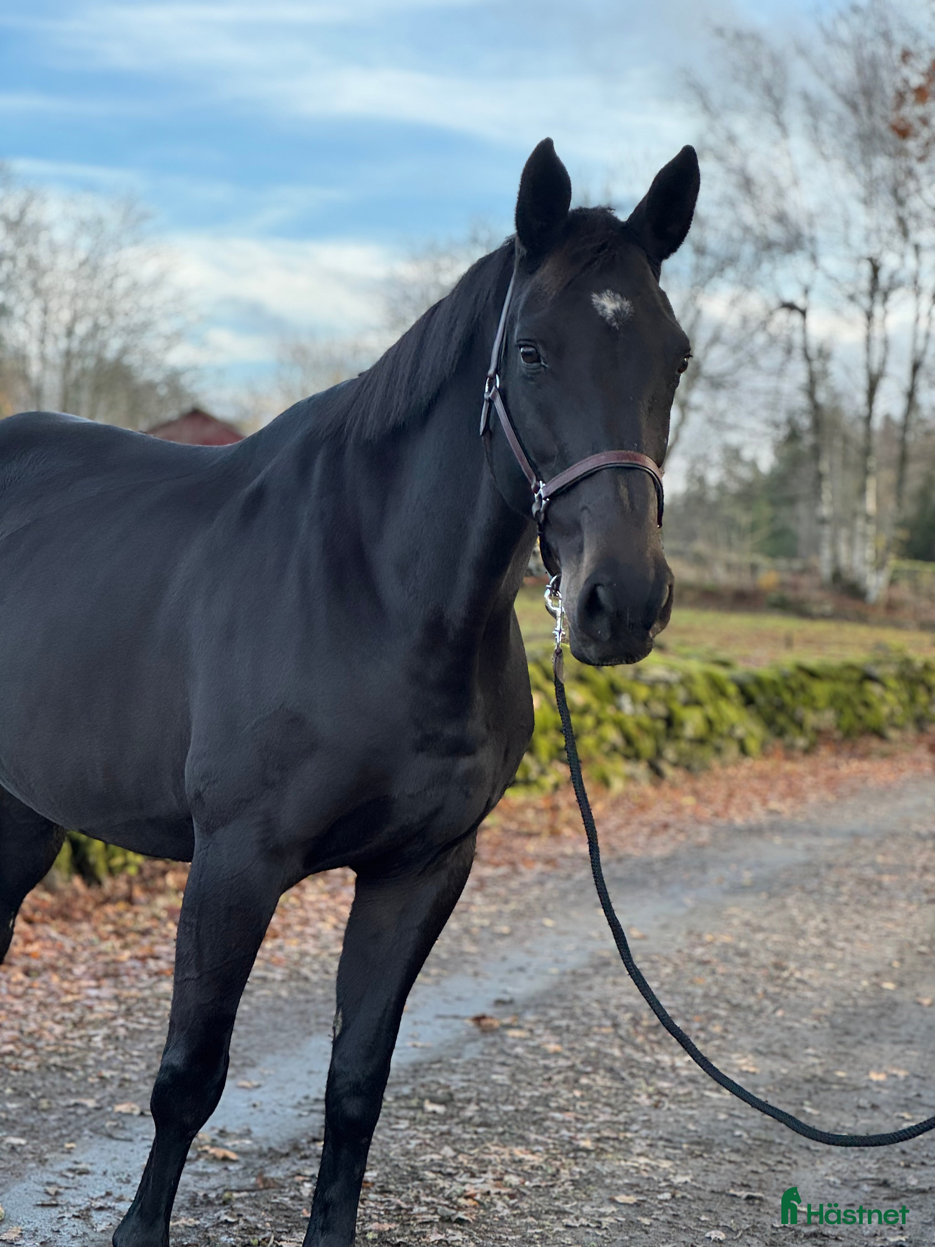  hästar Vackert sto med personlighet!  - Annons 6