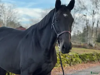 hästar Vackert sto med personlighet! - Annons 6