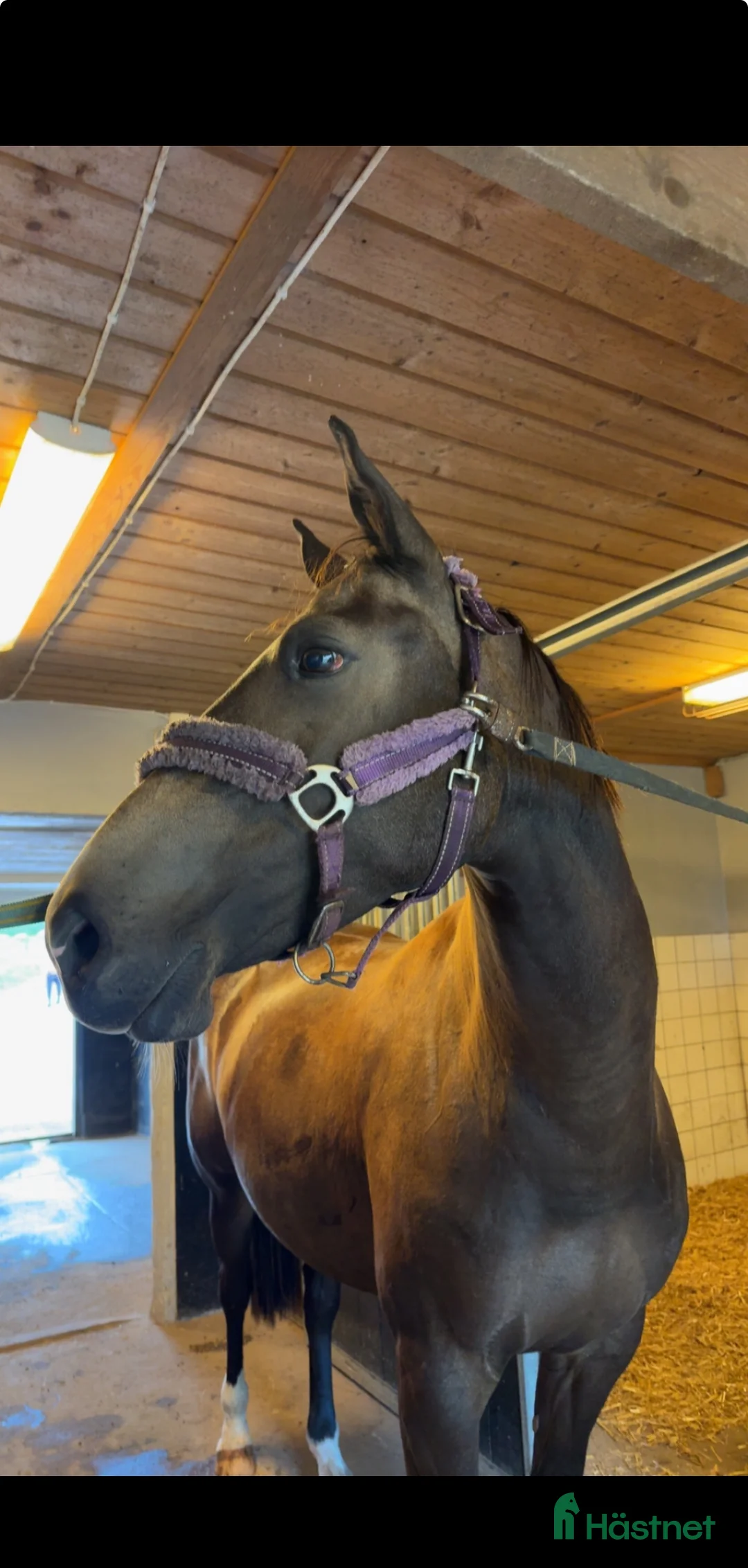 Allround hästar till salu: Sportig D-ponny - Annons 7