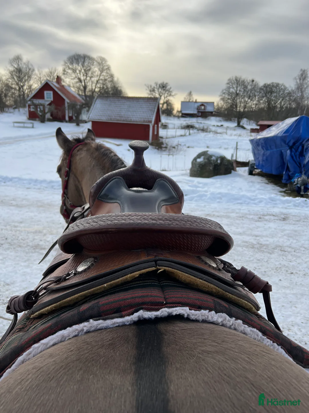 Sadlar hästutrustning till salu: Crates Reiner 2164-4 - Annons 2