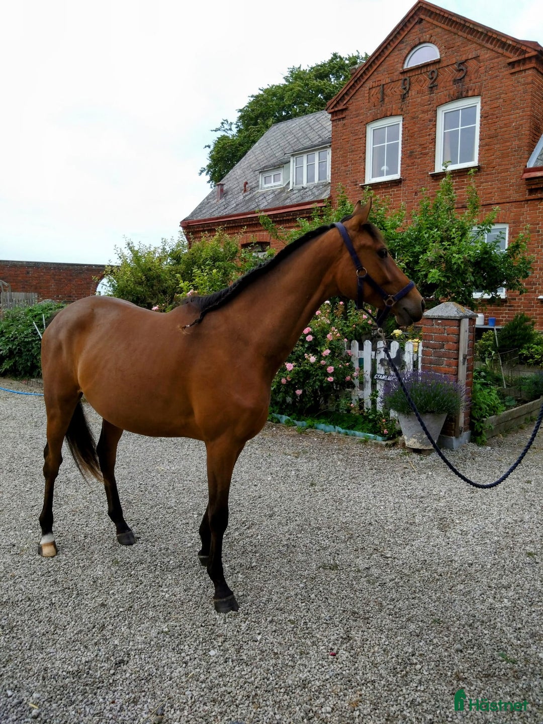 Hoppning hästar till salu: Unghäst med otrolig kapacitet i Klagshamn - Annons 3