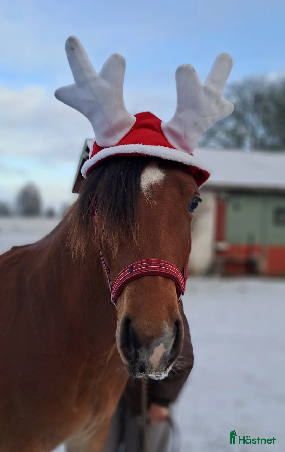 Allround hästar till salu: 2årig Valack  i Kvänum - Annons 1