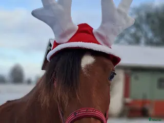 hästar 2årig Valack - Annons 2