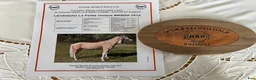 Dressyr hästar till salu: Upcomming FEI pony i Ballerups församling - Annons 2