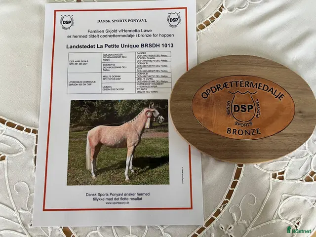 hästar till salu: Upcomming FEI pony - Annons 2