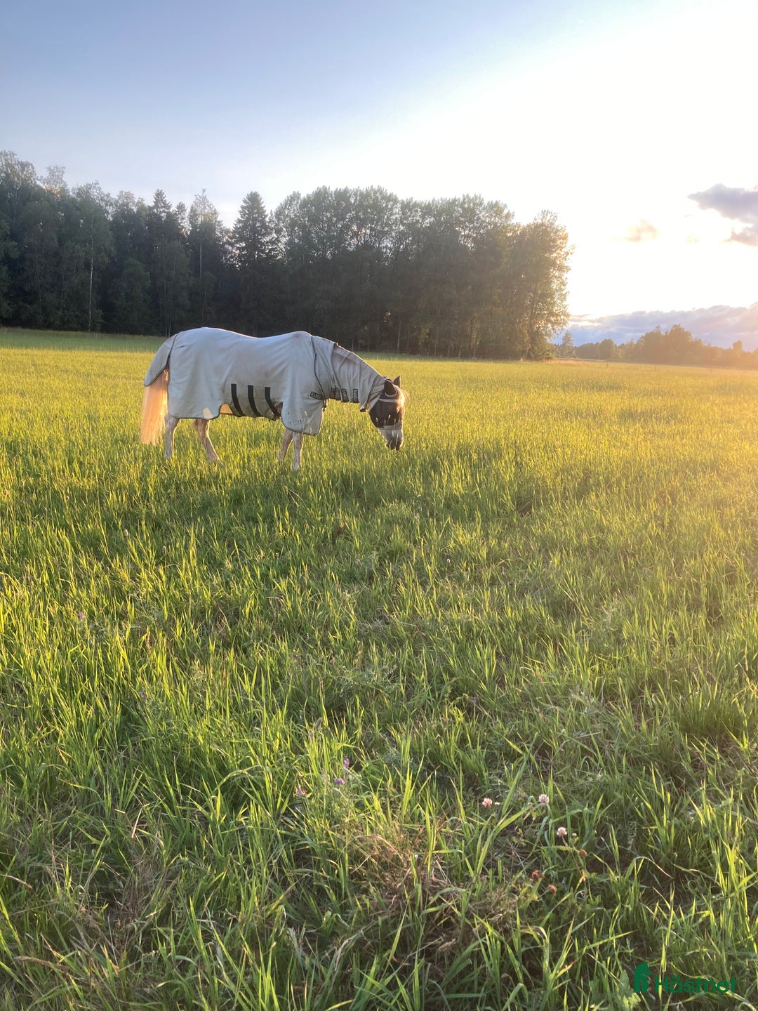  stallplats finnes: Stallplats  i Brålanda - Annons 1