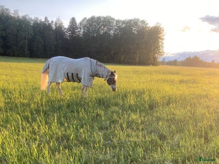 stallplats finnes: Stallplats i Brålanda - Annons 1