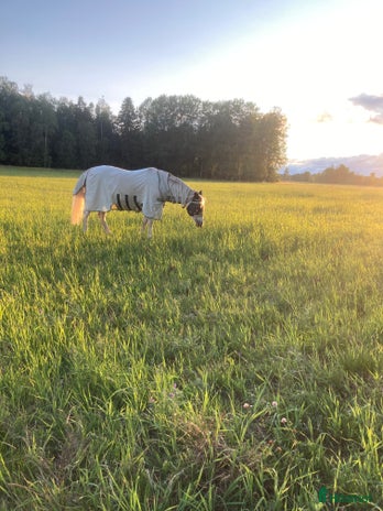 stallplats i Brålanda - Annons 7