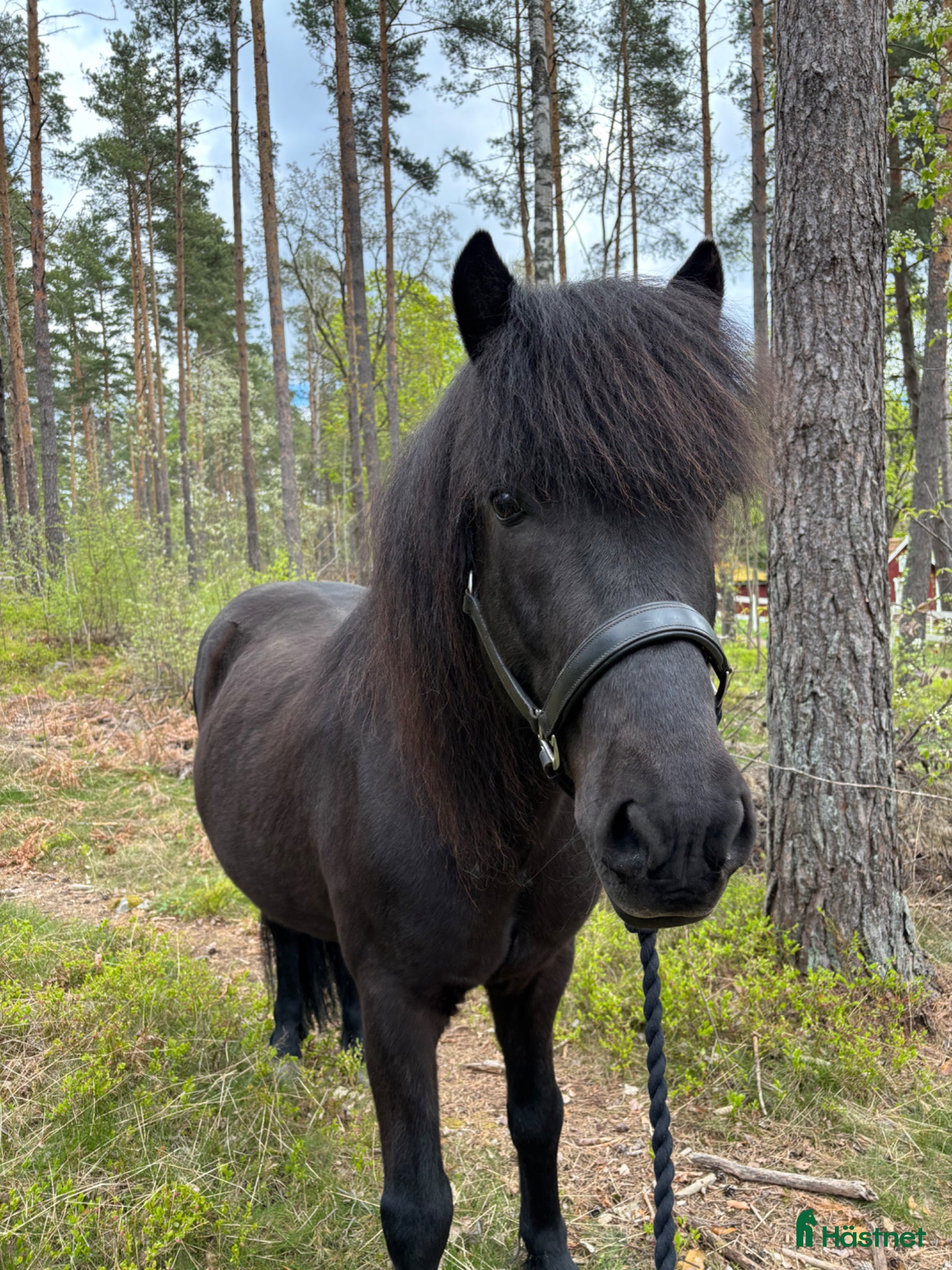  medryttarhäst finnes: Medryttare sökes till islandshäst - Annons 3