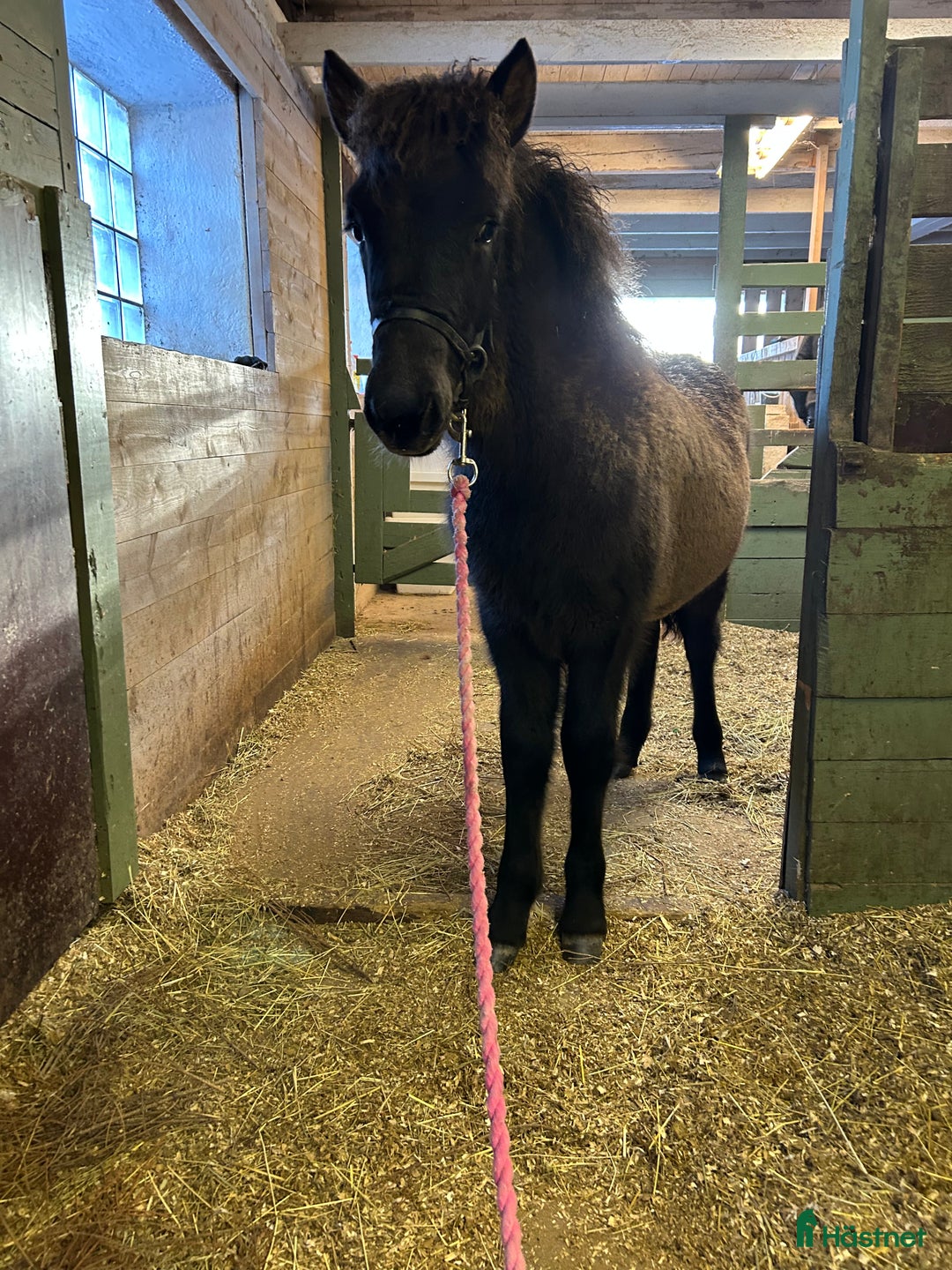 Island hästar till salu: utryckfullt hingstföl i Falun - Annons 7