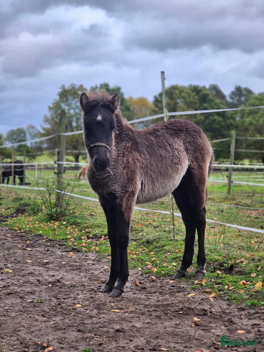 Allround hästar till salu: Blivande stjärna säljes - Annons 2