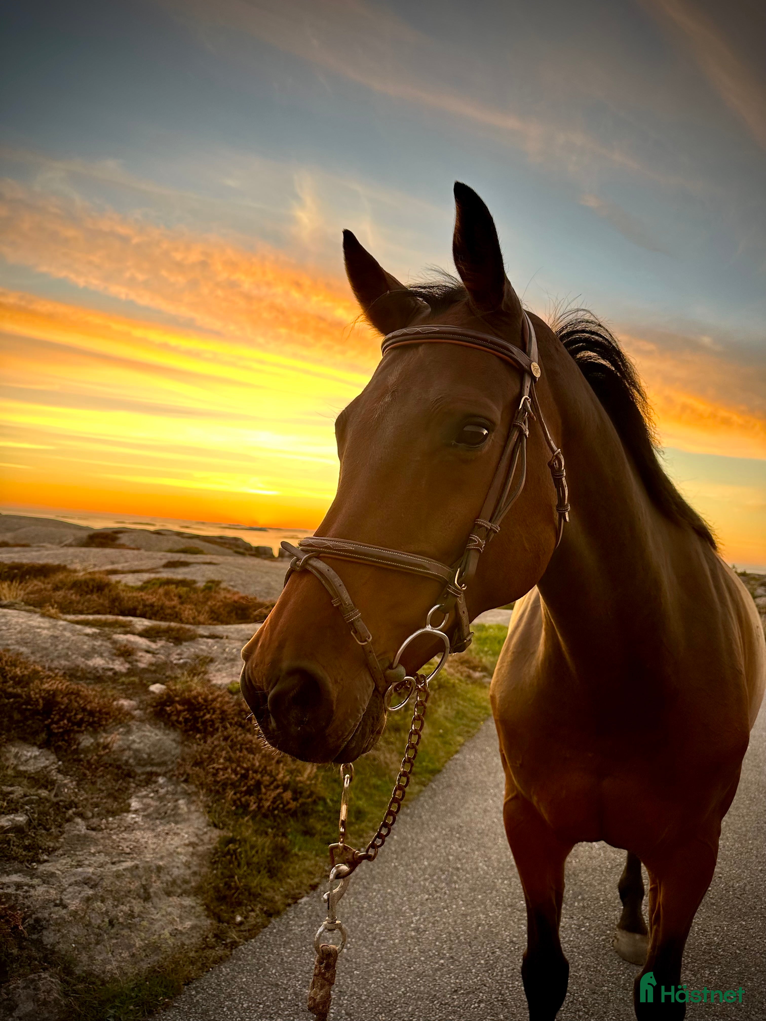  hästar Sto med bästa Holstein hoppstam i Hamburgsund - Annons 15