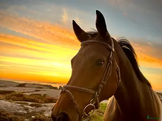 hästar Sto med bästa Holstein hoppstam i Hamburgsund - Annons 19