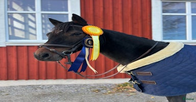  hästar i Ekerö - Annons 11