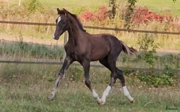 Dressyr hästar till salu: Mycket lovande 1 årig hingst  i Stehag - Bild 5