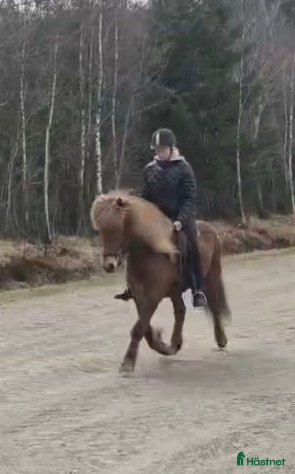Island hästar till salu: Sto född 2012, passande mor/dotter, supersnäll - Annons 1