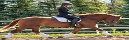 Allround hästar till salu: Fantastic Mother & Daughter partner for everybody  - Annons 11
