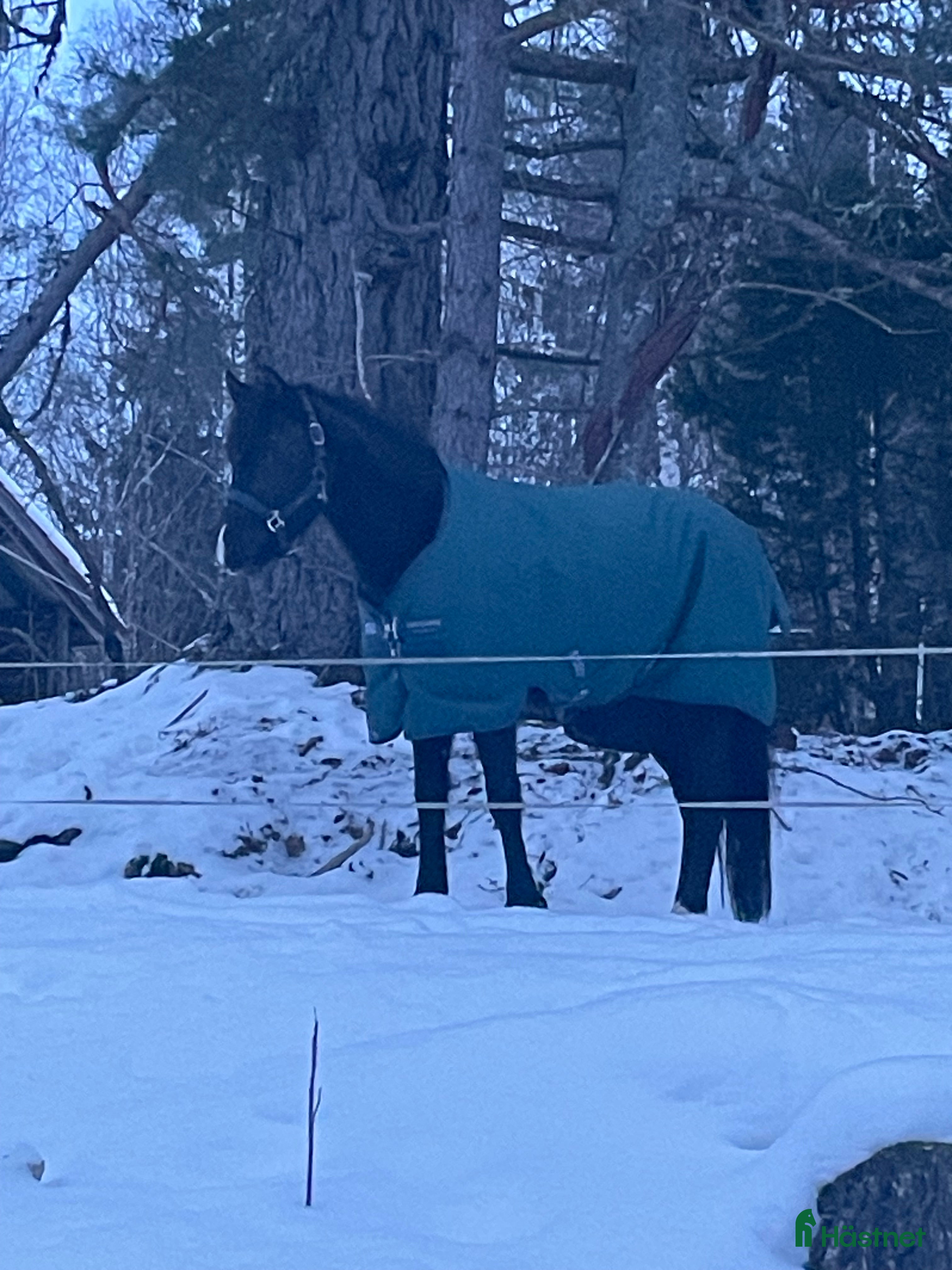  hästar Supersnäll ungponny i Lysvik - Annons 10