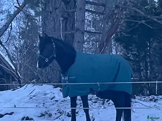Allround hästar till salu: Supersnäll ungponny i Lysvik - Annons 3