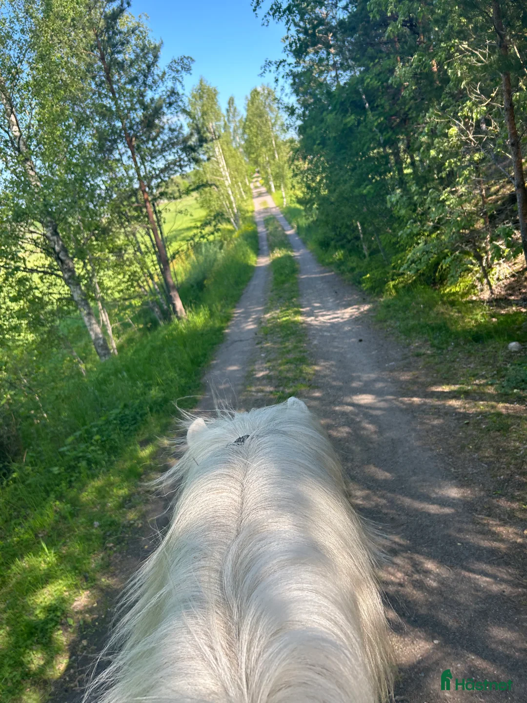  stallplats finnes: En stallplats alternativt 2 lösdriftplatser! - Annons 9