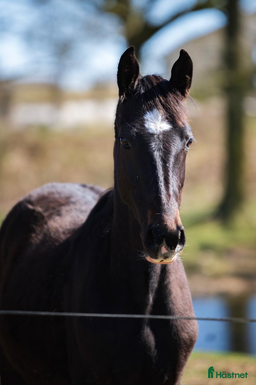 Hoppning hästar till salu: 2 superfina lovande 1-åringar  i Höör - Annons 2
