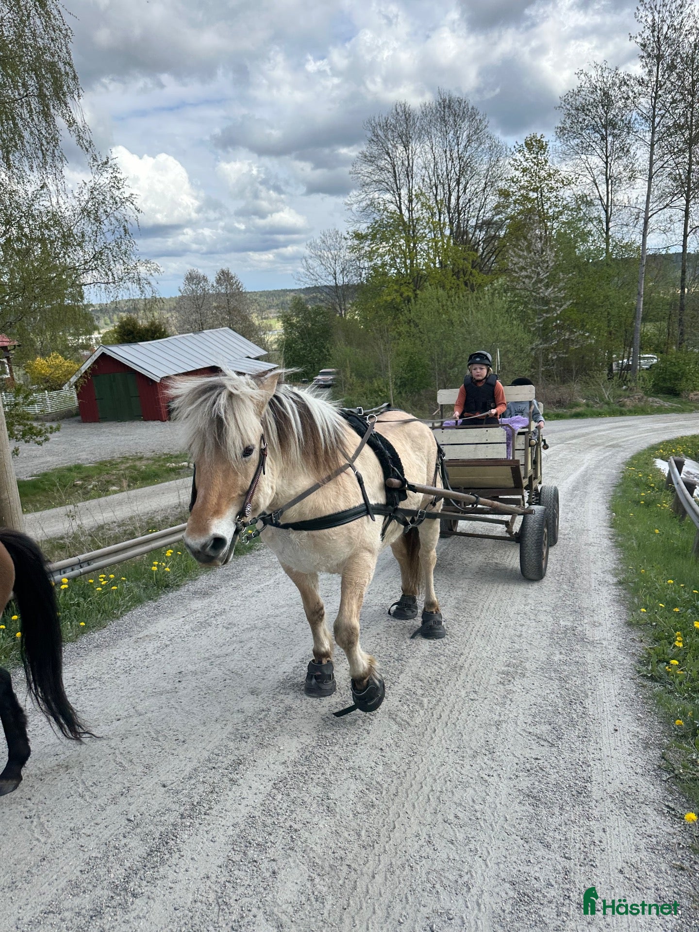  hästar Trygg och okomplicerad 16-årig fjordvalack - Annons 2