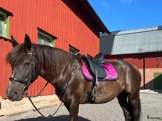 hästar Fin kallblodstravare - Annons 9