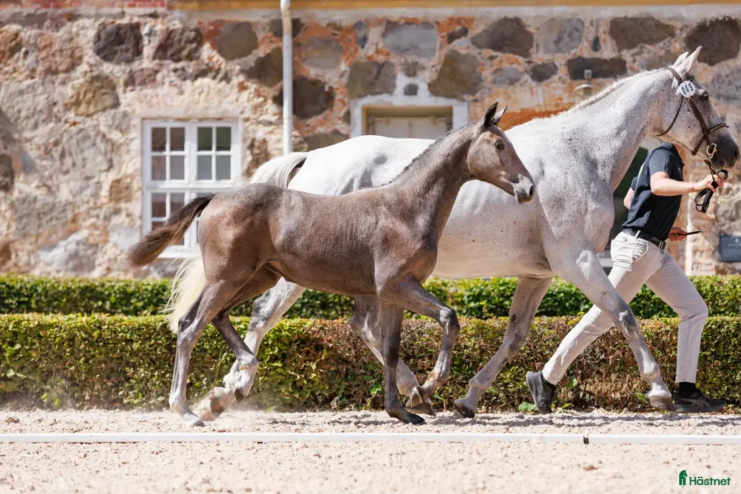 Hoppning hästar till salu: Sto med stark stam  i Fjälkinge - Annons 2