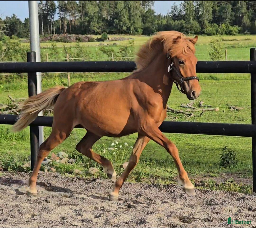  hästar 1 årig hingst - Annons 8