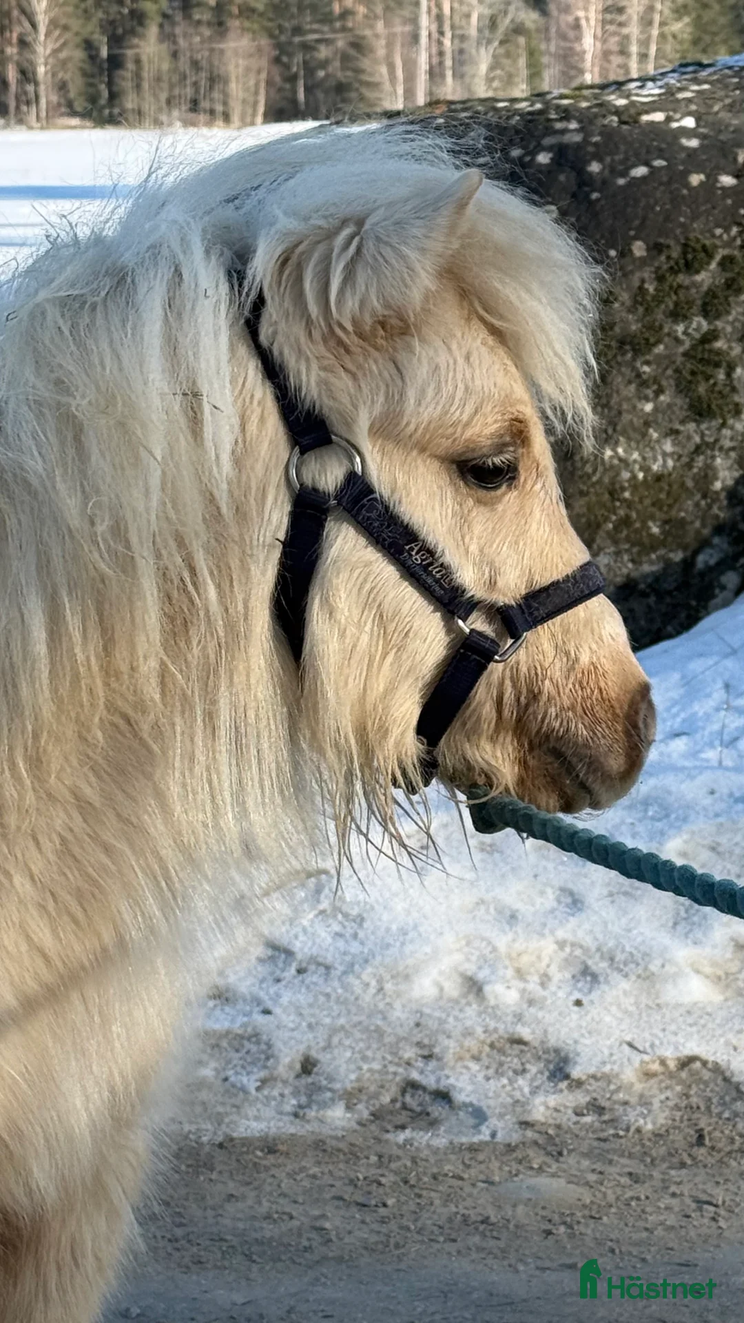 Allround hästar till salu: Två minishettiskillar, isabell och mushroom  i Heby - Annons 5