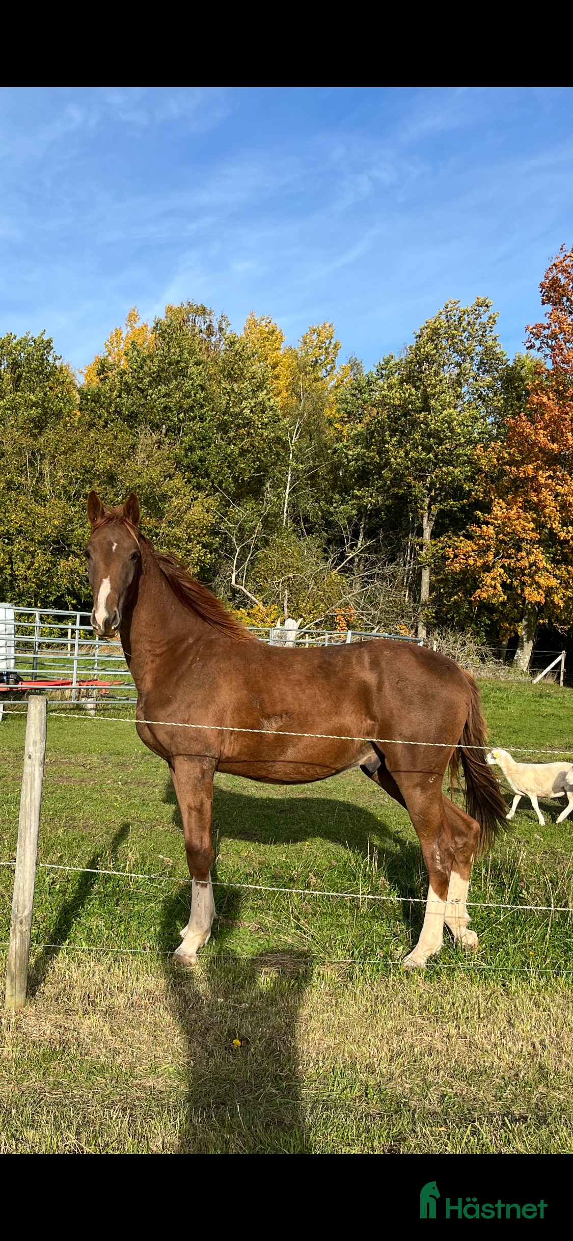  hästar Trevlig kastrerad Åring  i Vikingstad - Annons 5