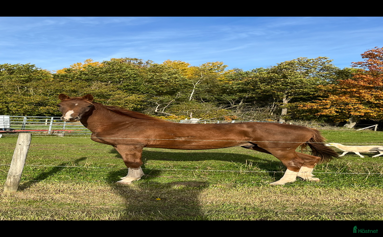  hästar Trevlig kastrerad Åring  i Vikingstad - Annons 10