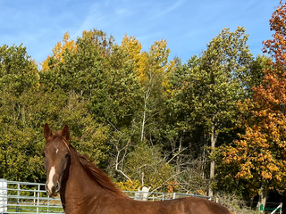 Hoppning hästar till salu: Trevlig kastrerad Åring i Vikingstad - Annons 1
