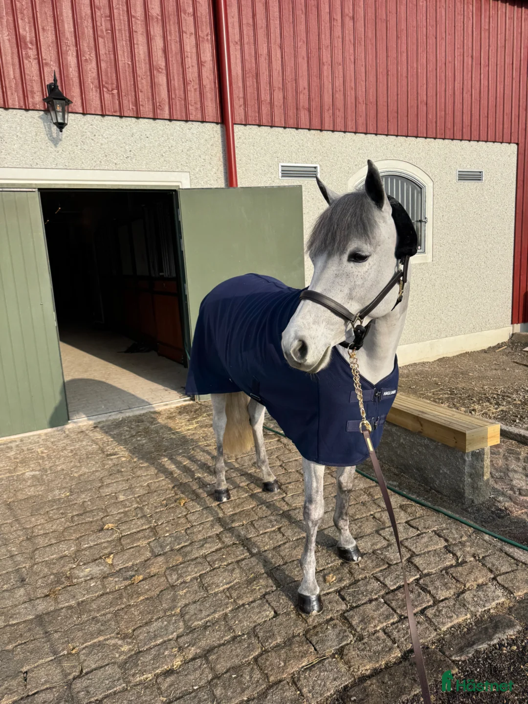 Hoppning hästar till salu: Framtida mästerskapsponny! - Annons 1